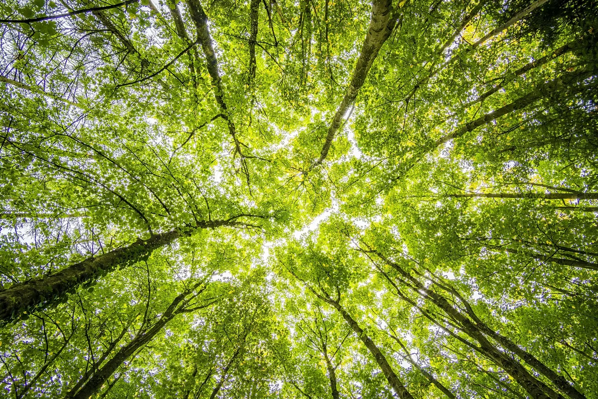 Essere Brother Sustainable Partner: il nostro impegno quotidiano per una sostenibilità concreta.